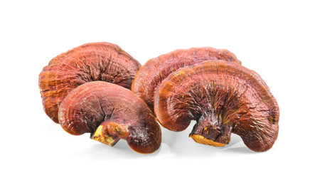 Lingzhi Mushroom Isolated on white background