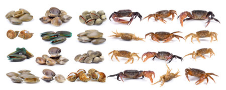 crab and enamel venus shell, Clam shellfish, Surf clam, mussel, spotted babylon on white background
