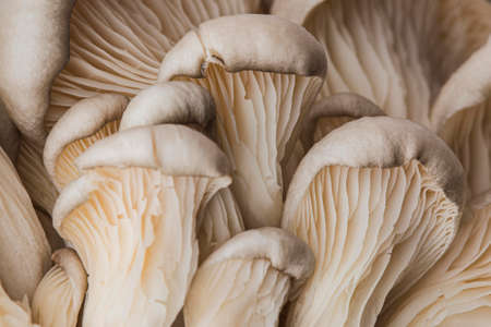 beautiful macro fresh mushroomの写真素材