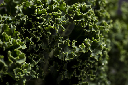 close up shot kale. High quality and resolution beautiful photo concept