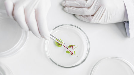 top view researcher biotechnology laboratory with petri dish. Resolution and high quality beautiful...