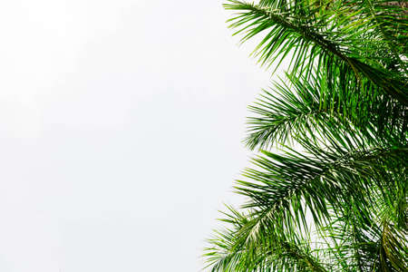 palm tree leaves against white backgroundの写真素材
