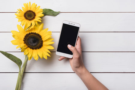 close up person holding cell phone near yellow sunflowers white wooden tableの写真素材
