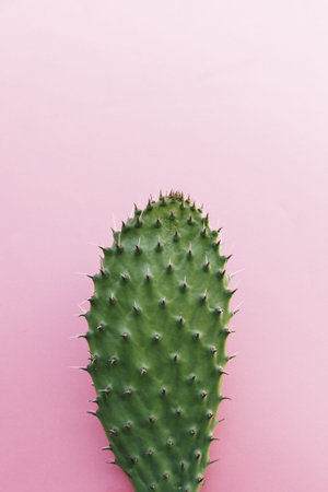cactus with many thorns colored background. Resolution and high quality beautiful photo