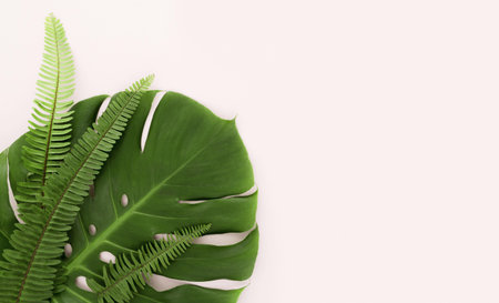 top view of monstera leaf and ferns with copy space. Resolution and high quality beautiful photo