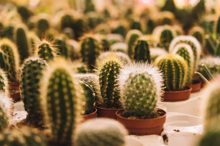 many small cactus