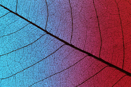 top view of colored textured leaf. Resolution and high quality beautiful photo