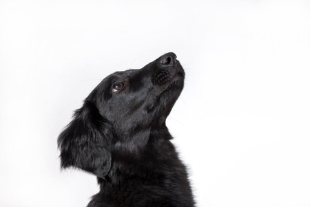a curious dog background