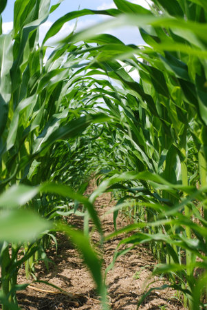 a corn field photageの写真素材