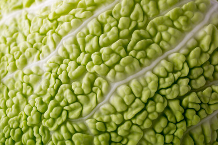 Cabbage texture can be used as an abstract background.の写真素材