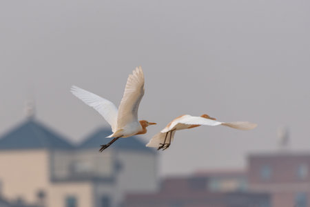 A Cattle egret flying in the airの写真素材