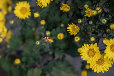 Small yellow wild chrysanthemums in the park