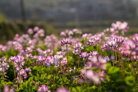 In the countryside, purple milk vetch is in the field