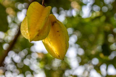 The Yellow carambola is ripe. Pick it and put it in the basketの写真素材