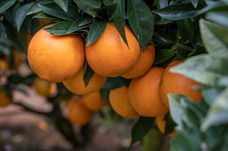 Green branches and leaves are covered with close-up of golden orangesの写真素材