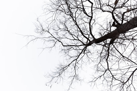 Strange looking dead trees in a pure background