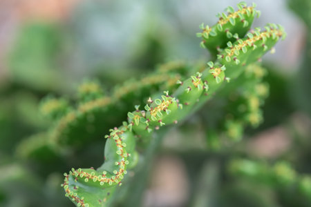 Small and lovely succulent plants of various varieties