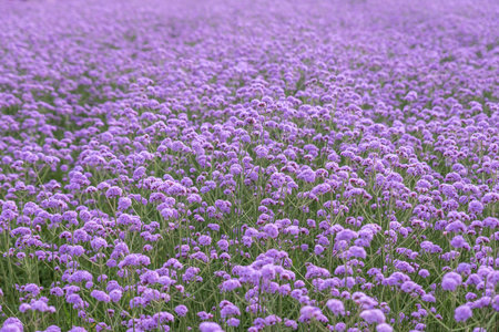 Purple Verbena in the field