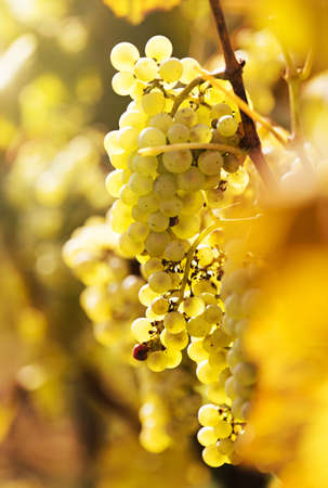 Young wine grapes on vineyard, close-upの写真素材