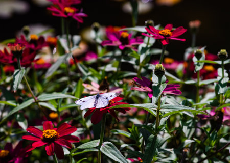Beautiful butterfly on the flower in early autumnal gardenの写真素材