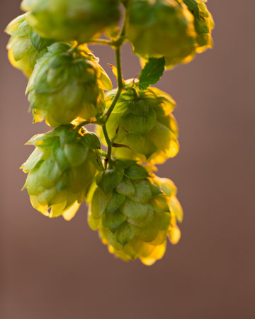 detail of fresh hops cones close upの写真素材