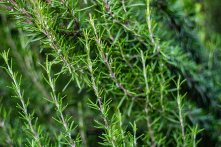 Rosemary plant in the home garden as a cooking conceptの写真素材