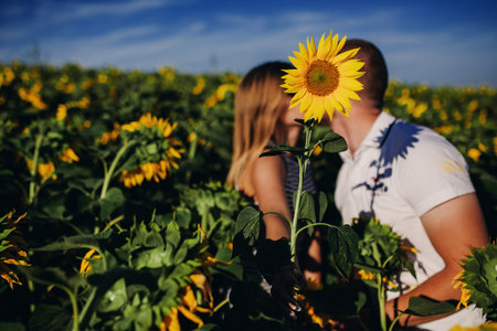 Young loving couple is kissing in a sunflower field. Stunning sensual outdoor portrait of young stylish fashion couple posing in summer in fieldの写真素材