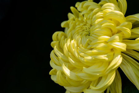 Big yellow chrysanthemums in the parkの写真素材