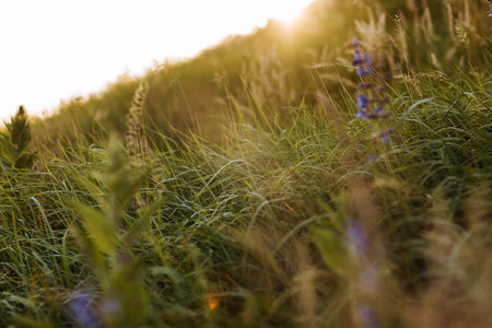 Selective soft focus of dry grass, violet blue vibrant wildflowers, stalks blowing in the wind at golden sunset light, blurred hills on background, copy space. Nature, summer, grass conceptの写真素材