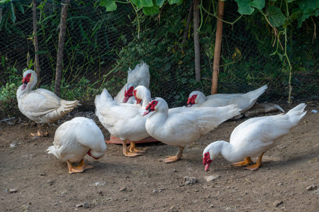 A large snow-white Muscovy Duck raised in the fieldの写真素材