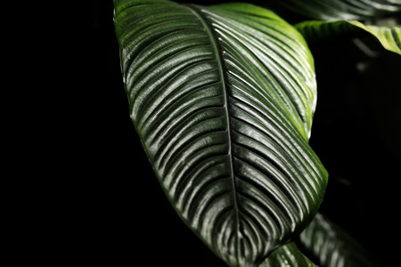 close up of Green leaves of a houseplant on a branch on a black background. selective focus.の写真素材