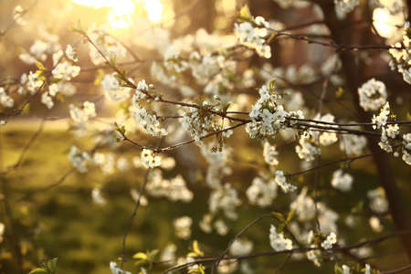Spring Cherry blossoms, white flowers. spring seasonの写真素材