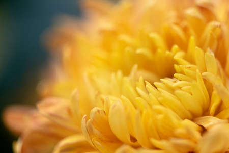 Big yellow chrysanthemums in the parkの写真素材