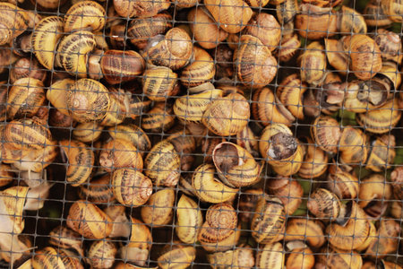 Snail farm. Industrial cultivation of edible mollusks of the species Helix aspersa muller or Cornu...