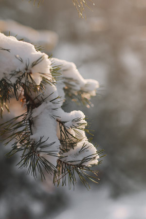 Winter pine tree branches covered with snow. Frozen tree branch in winter forest. Christmas...