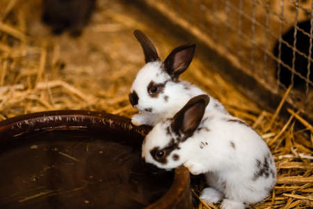Two White Rabbits Drinking Water From Baked Clay Disc. selective focus on the rabbit.の写真素材