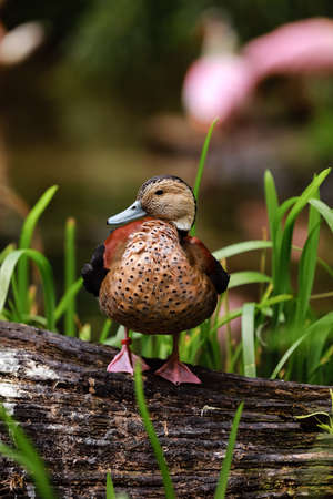 Mallard in the pond, beautiful wild duck stands on a wooden surfaceの写真素材