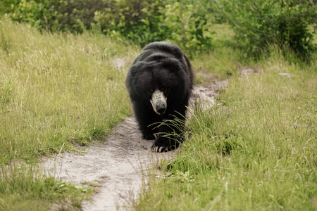 Black Bear walking along rural road. bear in the zoo