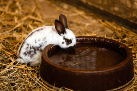 Cute white rabbit will eat water from the tray on brick floor in garden home. white rabbit drinks water.の写真素材