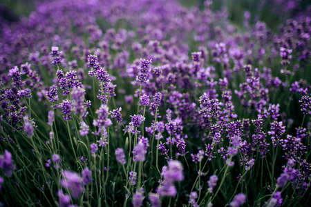 Lavender field in sunlight,Provence, Plateau Valensole. Beautiful image of lavender field.Lavender flower field, image for natural background.Very nice view of the lavender fields.の写真素材