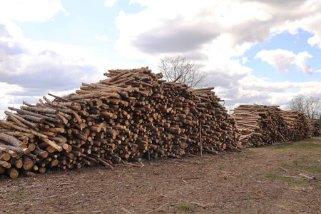 Side view of commercial timber, pine tree logs after clear cut of forest. uncontrolled...
