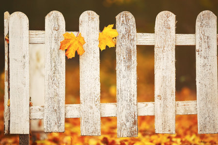 White close-up wooden fence with two yellow leaves on it. Autumn background.の写真素材