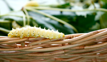 silk worm