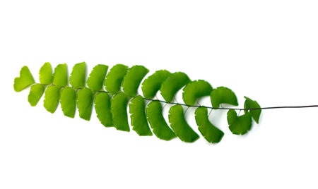 Maidenhair branch isolated on white