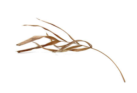 Tropical dry palm leaf isolated on white backgroundの写真素材