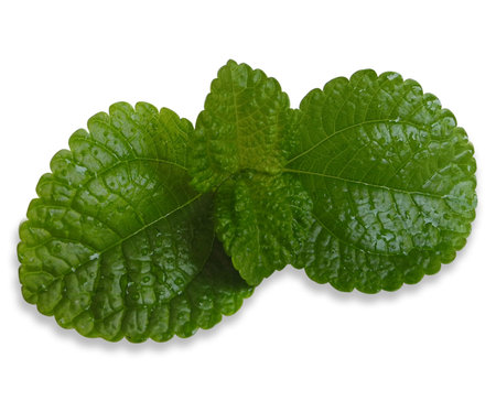 Fresh mint leaves isolated on white