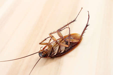 Dead cockroaches on wooden tableの写真素材