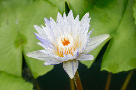 A beautiful waterlily or lotus flower in pondの写真素材