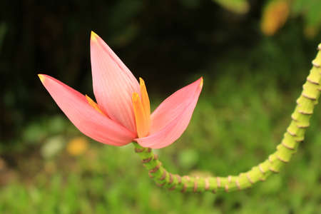 pink banana flower close upの写真素材
