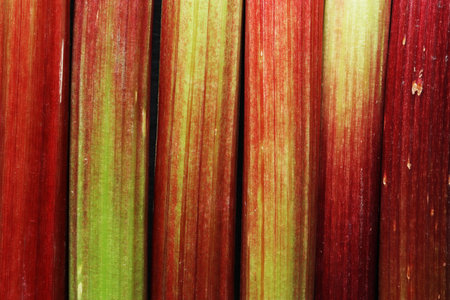 Macro photography of a bunch of fresh picked organic rhubarb stalks for food background